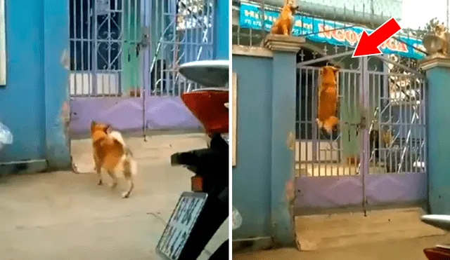 Facebook viral: perro es captado trepando una reja para ingresar a un albergue [VIDEO]