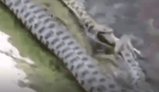 YouTube viral: captan a enormes serpientes devorando a peces en río y miles quedan en shock [VIDEO]
