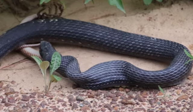 YouTube: Encontraron serpiente en carretera y lo que hallaron en su interior fue algo aterrador