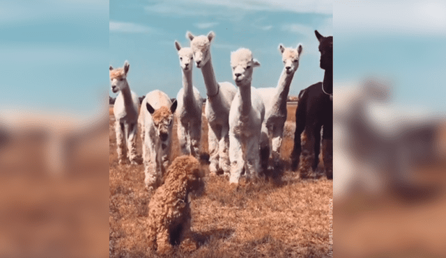 En Facebook, unas alpacas intentaron acercarse a un perro y al conocer su identidad tuvieron una curiosa reacción.