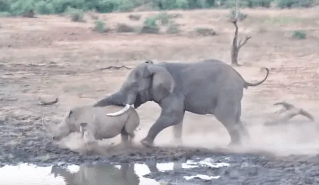 Mamá rinoceronte se enfrenta a feroz elefante para proteger a su cría y final es de infarto [VIDEO] 