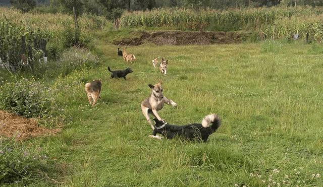 Los canes tienen casi 400 m2 para hacer de las suyas.