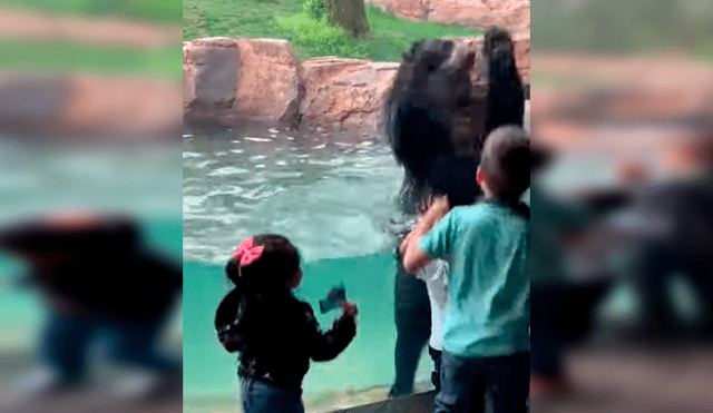 Un video viral de Facebook mostró la inolvidable experiencia que vivieron un grupo de niños al toparse ‘cara a cara’ con un enorme oso, durante un paseo por un zoológico.