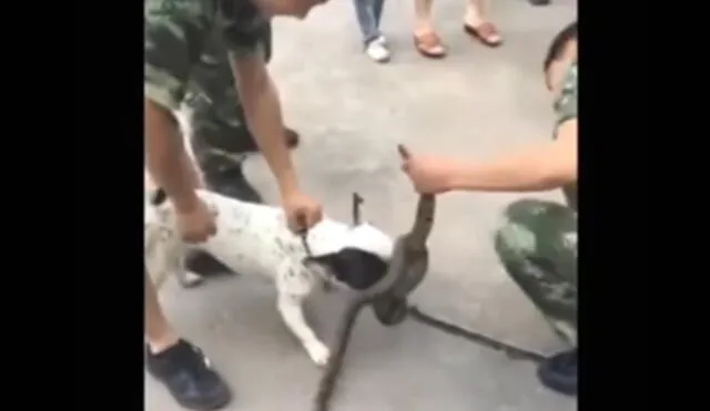 YouTube: perro somete a serpiente y lucha contra soldados para no perder su "presa" [VIDEO]