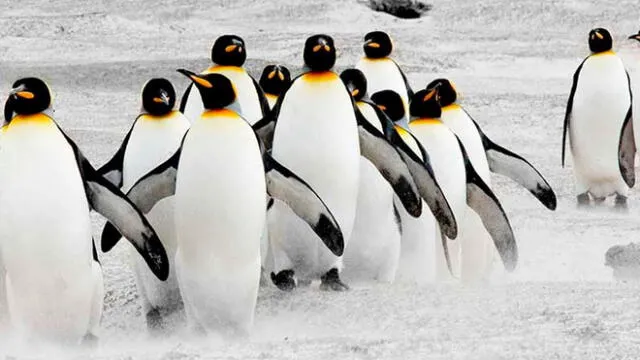 Descubren “alarmante” cantidad de microplásticos en pingüinos de la Antártida. Foto: difusión