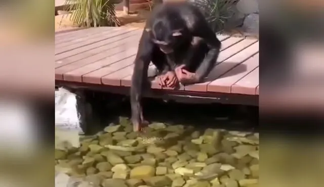 Desliza las imágenes para ver más detalles de esta conmovedora escena entre un mono y sus 'amigos', los peces. Foto: captura de YouTube