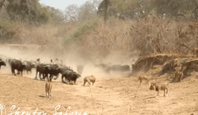 YouTube: La increíble defensa de búfalos contra manda de leonas [VIDEO]