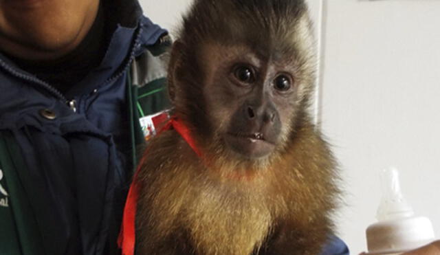 Cusco: Rescatan a mono bebé de maleta en el aeropuerto