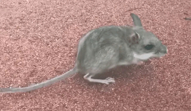 En YouTube, un chico aplicó un singular método para revivir a un pequeño ratón moribundo en el desierto.