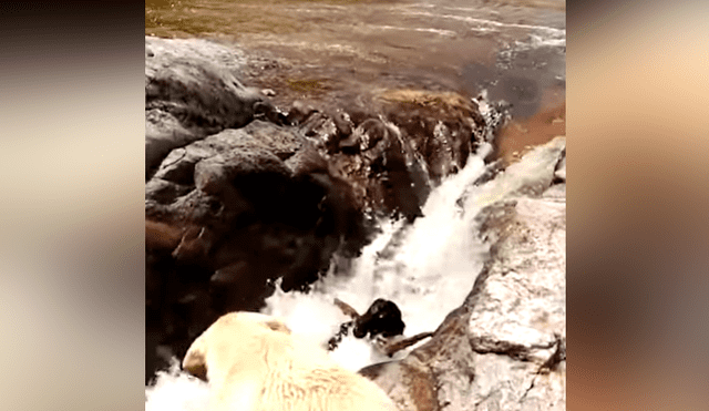 YouTube viral: travieso perro sufre accidente, está a punto de morir ahogado y es salvado por su compañero