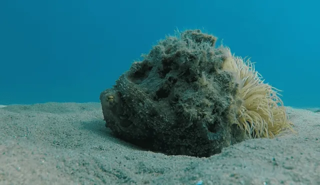 YouTube viral: Buzo queda aterrado al descubrir una misteriosa criatura marina que parece una roca [VIDEO]