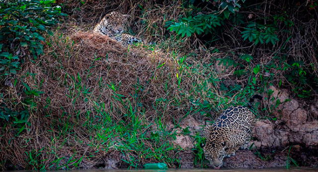 Habían dos jaguares en la escena, pero solo uno cogió la botella. Foto: Daily Mail
