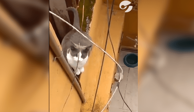 En Facebook, una mujer imitó el sonido de un gato callejero y no imaginó que este iba invadir su hogar.