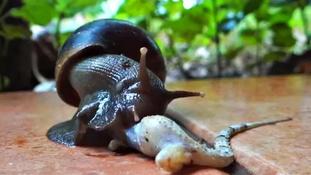 Facebook Viral: Cibernautas quedaron aterrados luego de ver como caracol gigante devoró a lagartija [VIDEO]