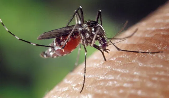 Mosquito transmisor del dengue.