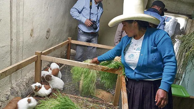 Lambayeque: productores incrementan población de cuyes con alta calidad genética