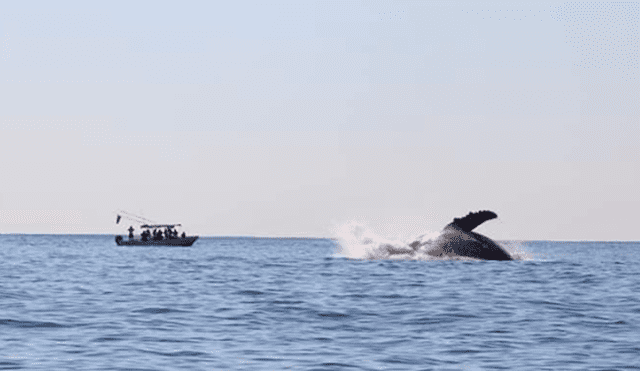 Se pronostica que serán alrededor de 300 mamíferos que pasarán por la costa de Oaxaca. (FOTO: Twitter)