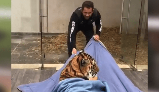 Video viral en Facebook. Cuidador arrastra a tigre dentro de santuario.