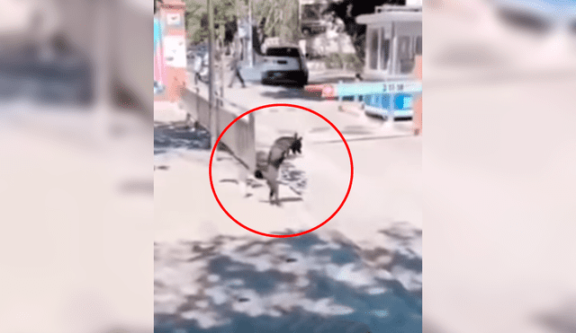 Facebook: Perro que camina en dos patas conmueve al mundo con su desgarradora historia [VIDEO]