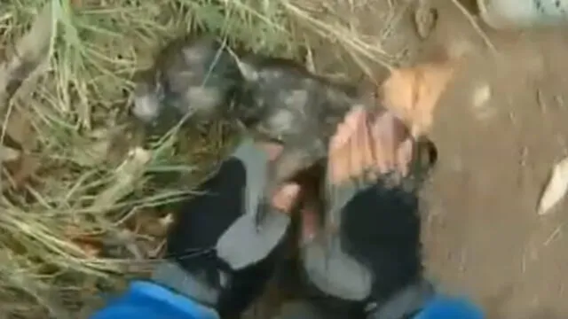 Facebook: conmueve el dramático rescate a un cachorro que se ahogaba [VIDEO]
