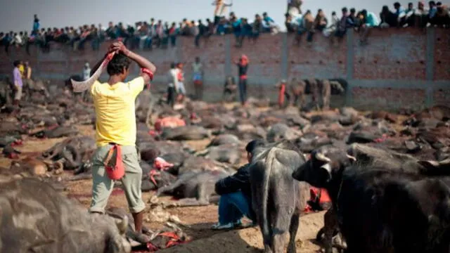 La matanza de animales honra a la diosa Gadhimai, según el hinduismo. Foto: Difusión
