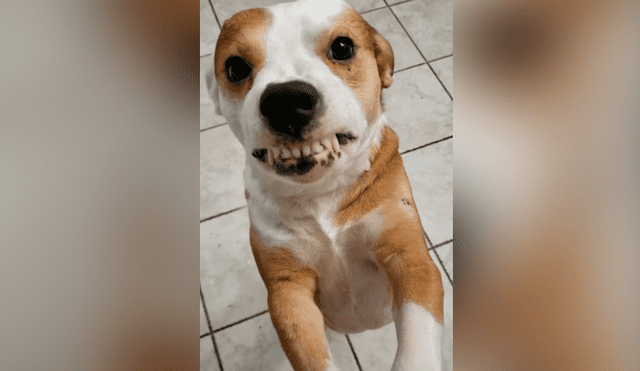 Facebook viral: intenta hacer sonreír a su perro y se lleva terrible susto
