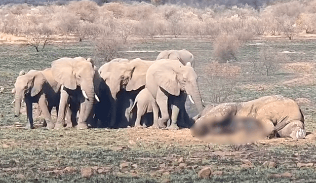 Los elefantes mueren principalmente por la caza de los humanos. Foto: Kruger Sightings / YouTube