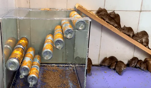 En YouTube, un chico sorprendió con un peculiar método para capturar ratones de una manera sencilla.
