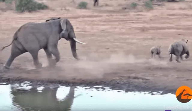 Desliza las imágenes de Facebook hacia la izquierda para ver el desenlace de la brutal pelea entre una mamá rinoceronte y un feroz elefante.