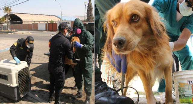 Comisaría de Pocollay, que adoptó al animal, entró en cuarentena.