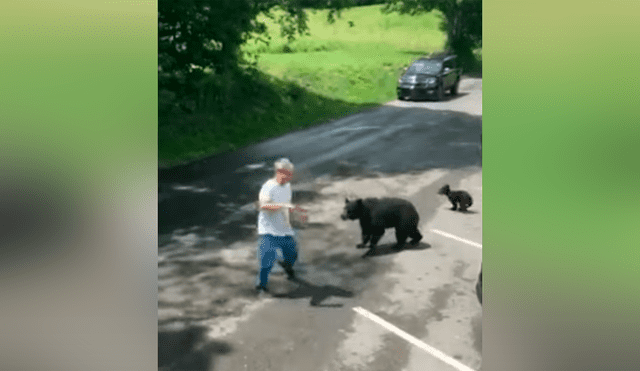 Hombre se acerca a osos bebés, llega su madre y lo pone en su sitio [VIDEO] 