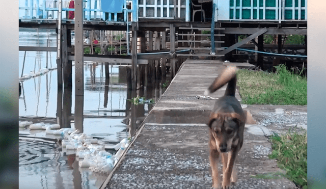 Vía YouTube. El can fue encontrado luchando por su vida en un río, luego de caer de la embarcación en la que viajaba con su dueño.