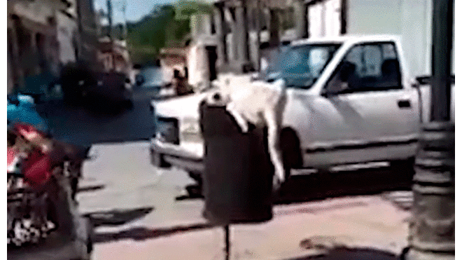Hombre corta cola a perro que buscaba comida en un tacho de basura