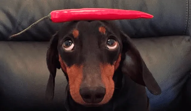 Conoce a Harlso, el perro equilibrista que ganó un premio Guinness por su gran talento [VIDEO] 