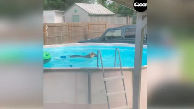 Desliza las imágenes para ver el momento en que un travieso perro aprovechó la piscina que sus dueños no podían usar por la cuarentena. Foto: Woof Woof