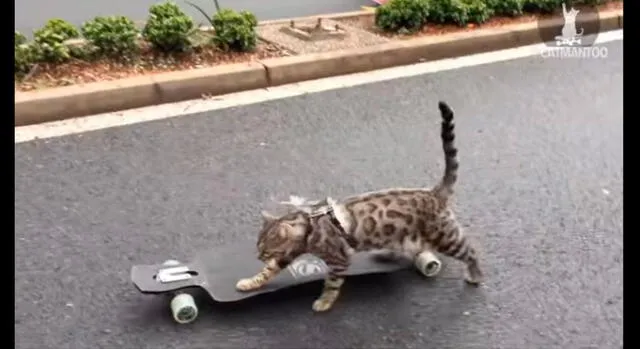 Asombro en YouTube, por 'Boomer' el gato skater [VIDEO]