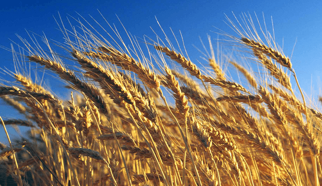 Bajan las cotizaciones internacionales del trigo y el maíz