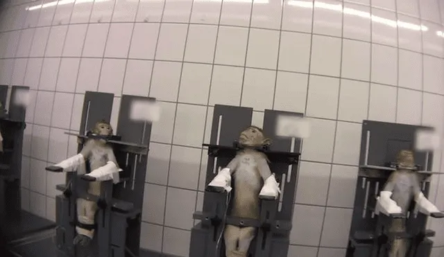 Monos colgados por el cuello y gatos con 13 extracciones de sangre: laboratorio de terroríficos experimentos [FOTOS] 