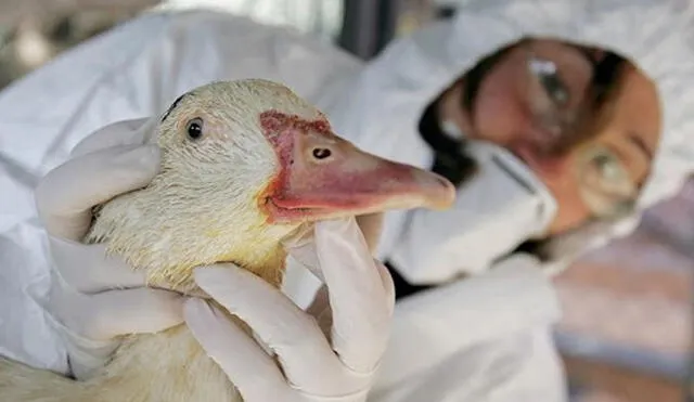 Francia detecto el primer brote de gripe aviar en diciembre de 2020. Foto: referencial