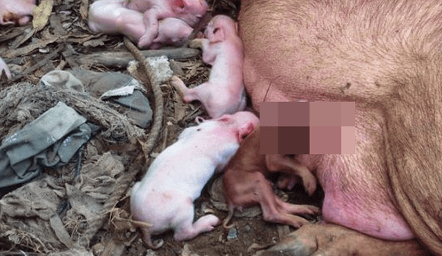 YouTube: Desconcierto en Cuba por nacimiento  de cerdo con cara de mono [VIDEO]