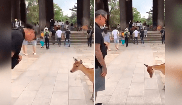 Un video viral de Facebook mostró la curiosa escena en que un hombre saludó a una cervatilla, sin imaginar que el animal le devolvería el saludo.