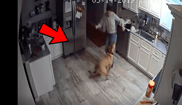 Coloca cámara de seguridad y descubre lo que hace su novia con su perro cuando él no está en casa
