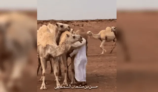 Video es viral en Facebook. Hombre regresó a su casa tras la muerte de su hijo y uno de sus camellos se aproximó a él para darle un conmovedor abrazo