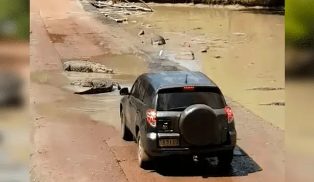 El carro de turistas se quedó atascado en el camino, al ser rodeado por más de 30 enormes cocodrilos. La impactante escena se hizo viral en Facebook