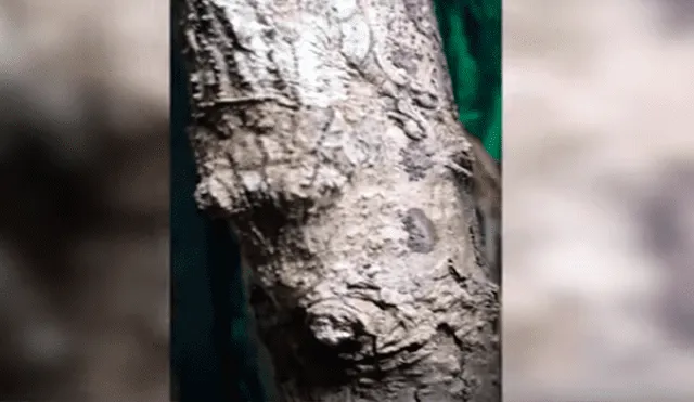 En YouTube, un diminuto reptil se camufló en una delgada rama para pasar desapercibido ante un joven.