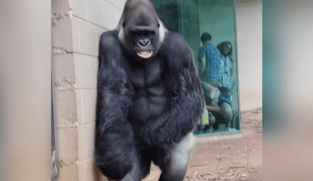 Facebook viral: Gorilas 'friolentos' idean plan para no mojarse con la lluvia y sucede esto [VIDEO] 