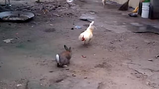 YouTube: registran épica pelea entre conejo y gallo y video sorprende a miles