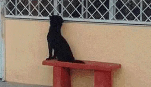 Facebook viral: inteligente perro acompaña a su dueño a su primer día de escuela [FOTOS]
