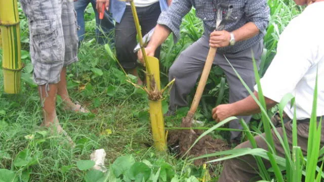 Río Rímac: protegerán a población de deslizamientos con plantaciones de bambú
