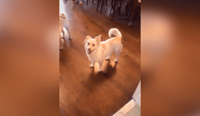 Desliza las imágenes hacia la izquierda para apreciar la reacción de un perro sordo al saber que saldrá a la calle.